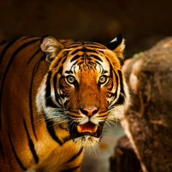 India wildlife holiday India wildlife holiday