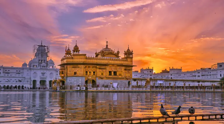 Taj, Tiger with Golden Temple