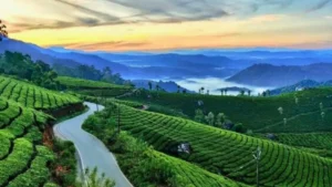 Munnar tea estate | Travel connection