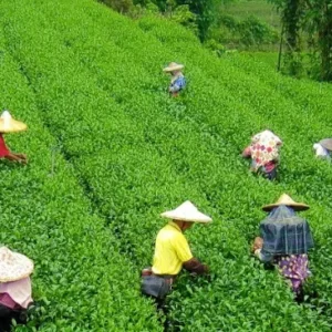 kerala tour package