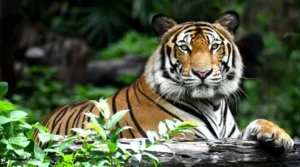 ranthambore national park tigers
