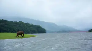 periyar wildlife