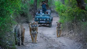 ramthambore wildlife safari tour