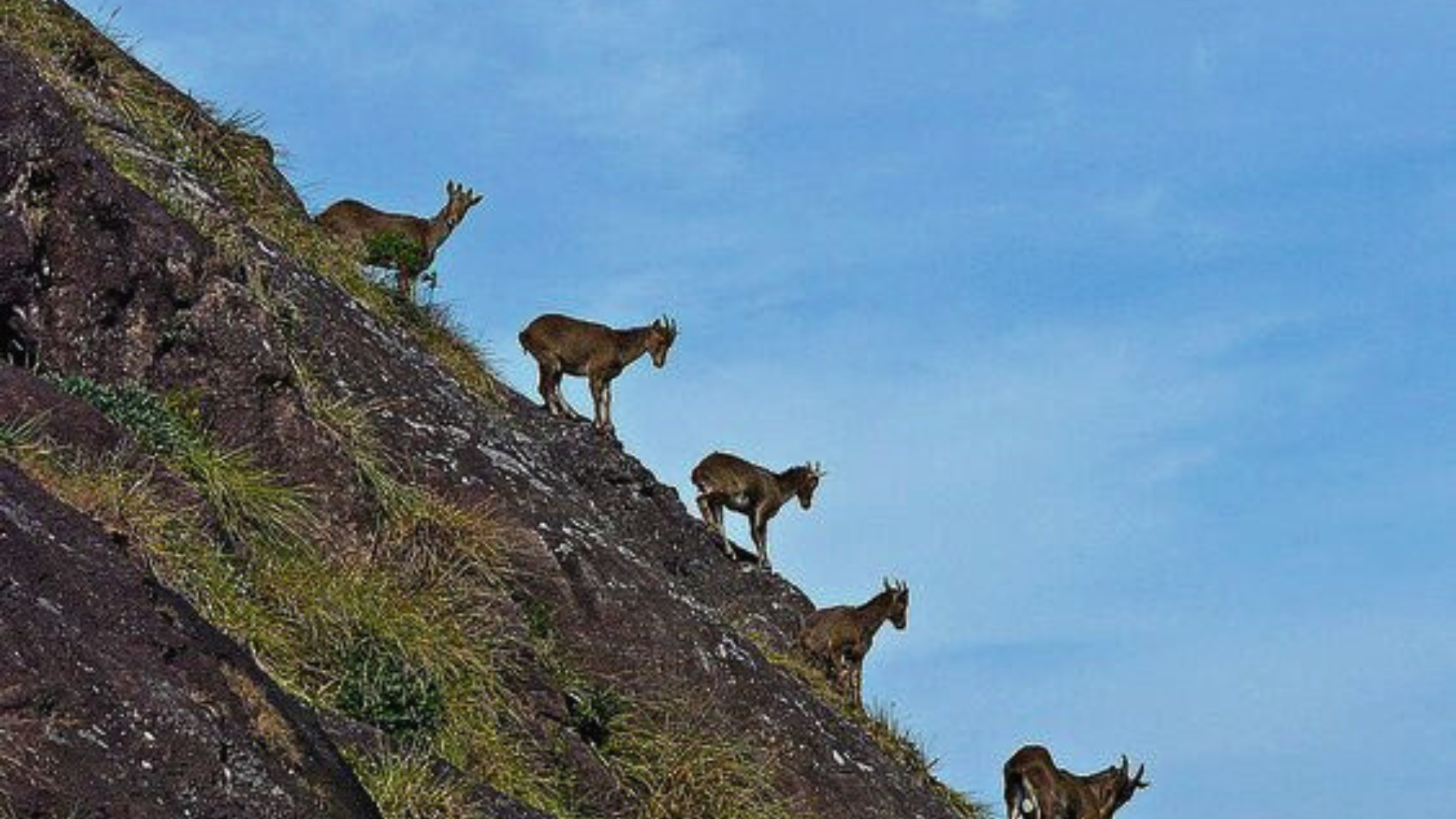 Eravikulam National Park