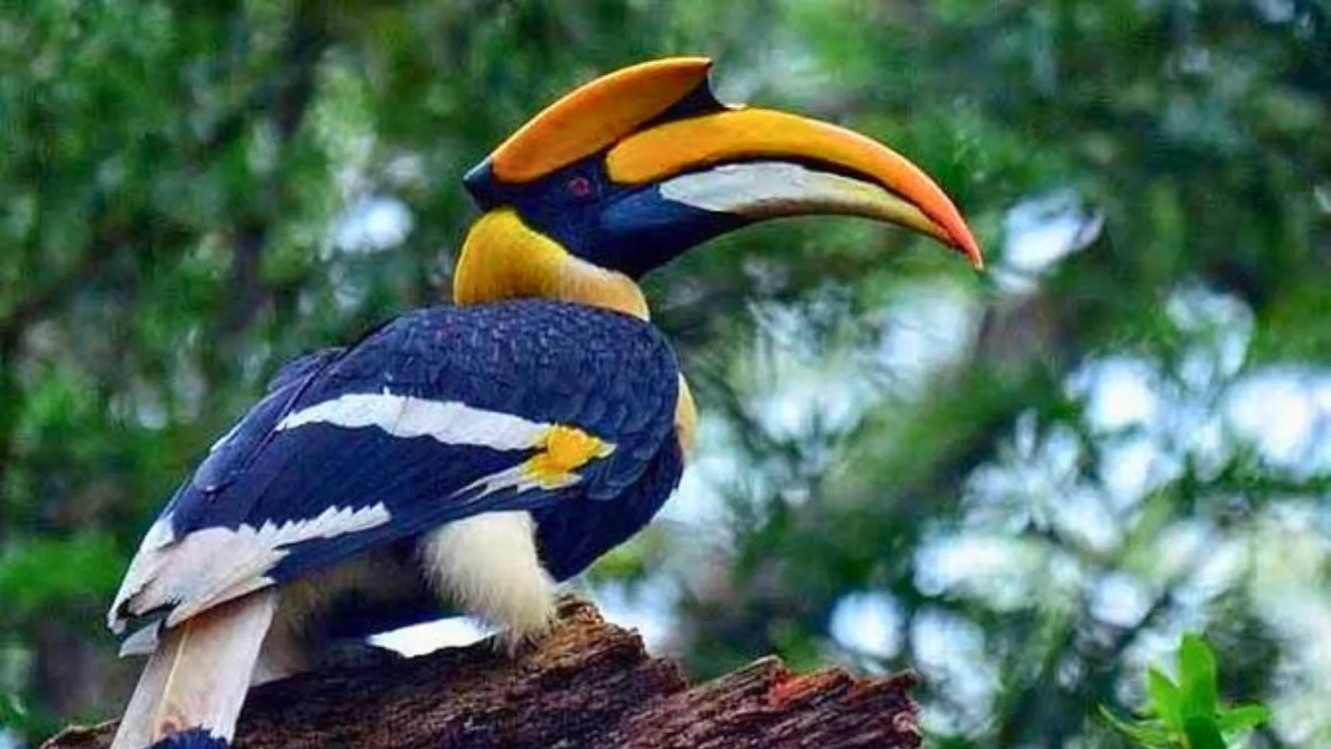 Thattekkad Bird Sanctuary