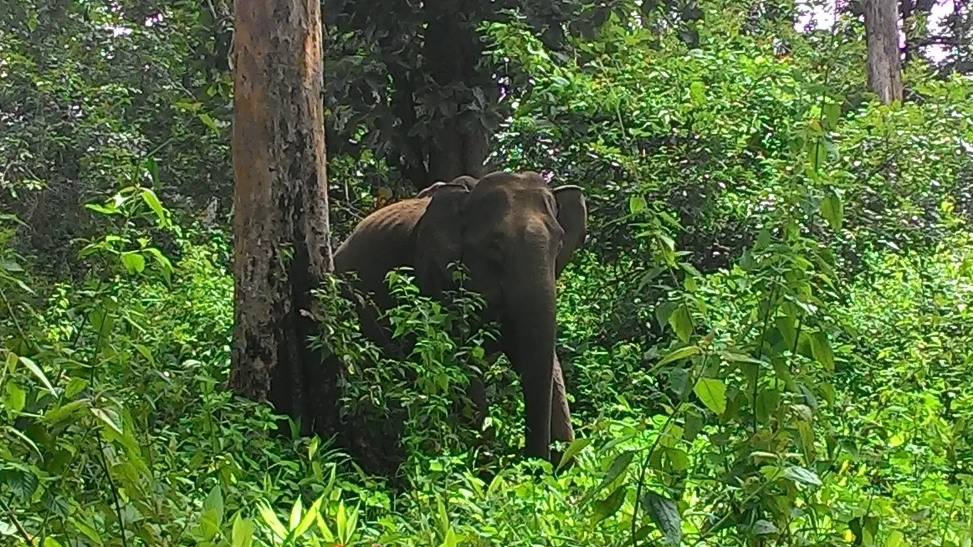 Wayanad Wildlife Sanctuary
