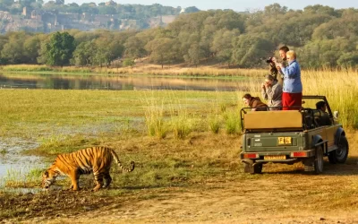 Ramthambore tiger safari